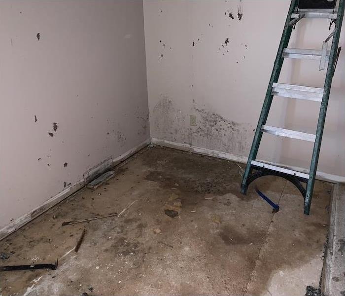 Room with mold on walls and pry bars on the floor
