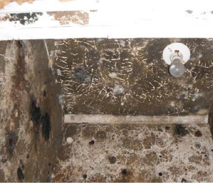Close up of mold on wall.