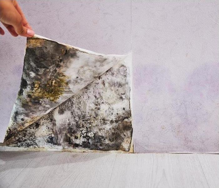 Hand peeling back wallpaper to expose mold.