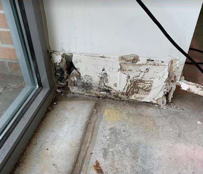 mold damage on wall by window